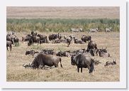 07IntoNgorongoro - 061 * Black Wildebeest.